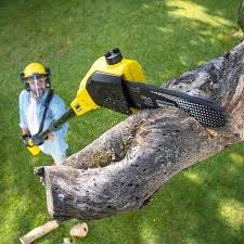 How Our Tree Care Process Works  in  Lake San Marcos, CA